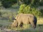 Nashorn, sehr gefährdet durch Wilderer